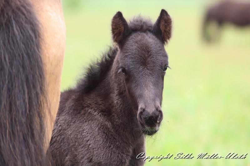 Konstantin a.JPG - Konstantin von Heidmoor 2 Tage alt